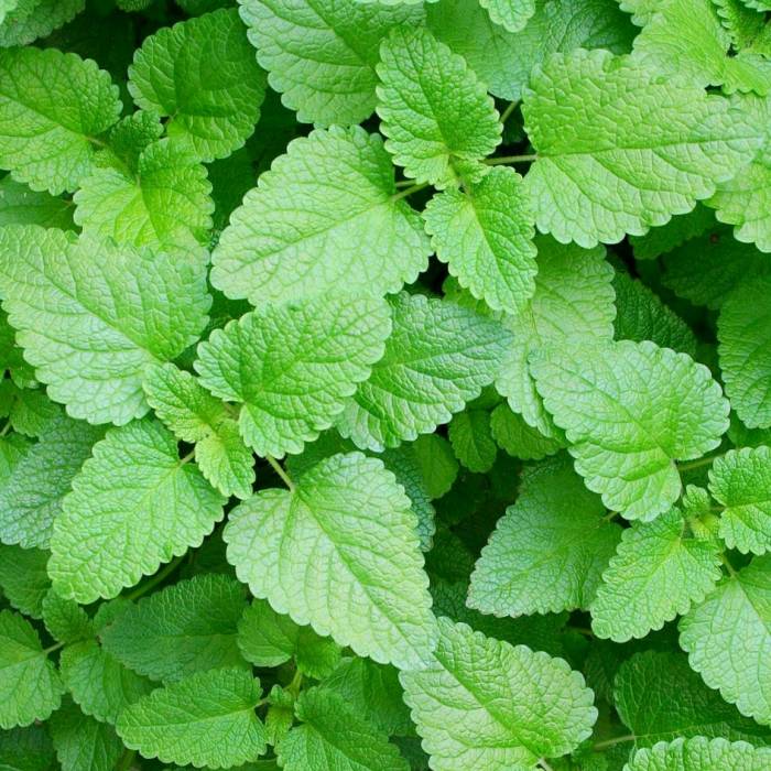 ۱۰ گیاه برای مبارزه با ویروسها ۱۰ گیاه برای مبارزه با ویروسها