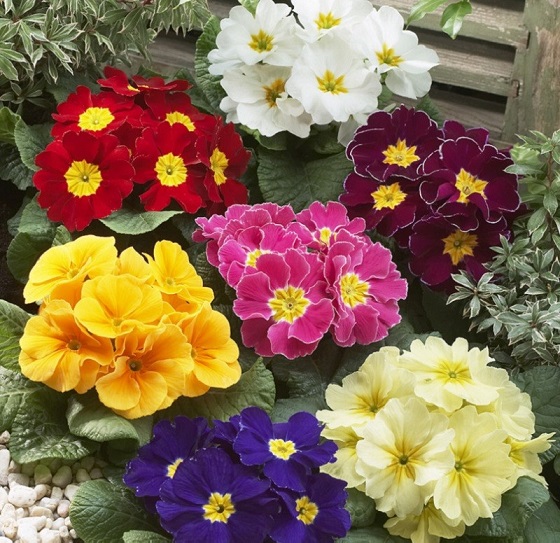 ۱۰ گیاه برای مبارزه با ویروسها ۱۰ گیاه برای مبارزه با ویروسها