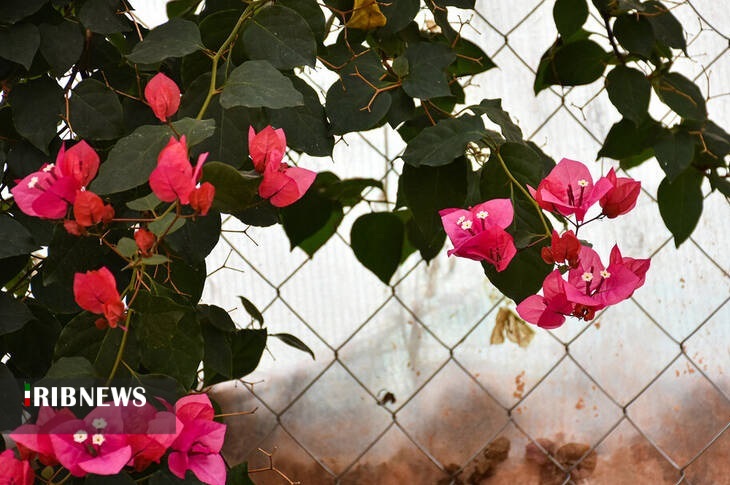 اقتصاد به روایت تصاویر ۲۱ مهر ۹۹ اقتصاد به روایت تصاویر ۲۱ مهر ۹۹