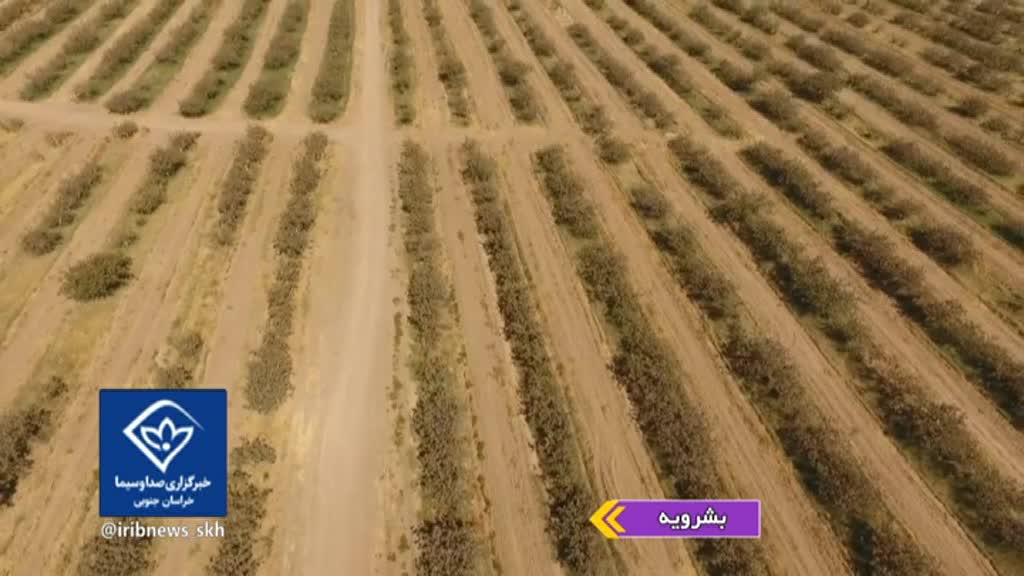 همیشه خندانی که شنیدن خنده هایش، صنعت می‌خواهد