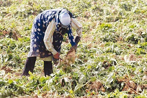 پرداخت مطالبات چغندرکاران در آذربایجان غربی