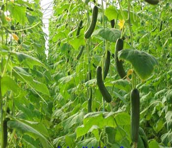 روشهای خانگی برای خارج کردن سموم مانده در خیار روشهای خانگی برای خارج کردن سموم مانده در خیار