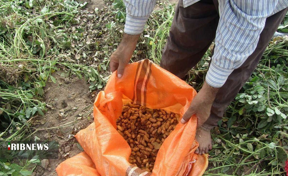 بادام هم در کوزه افتاد.