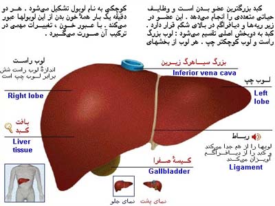 راه‌های پیشگیری و درمان بیماری کبد