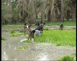 تولید داخلی برای جلوگیری از وابستگی خارجی در سیستان و بلوچستان