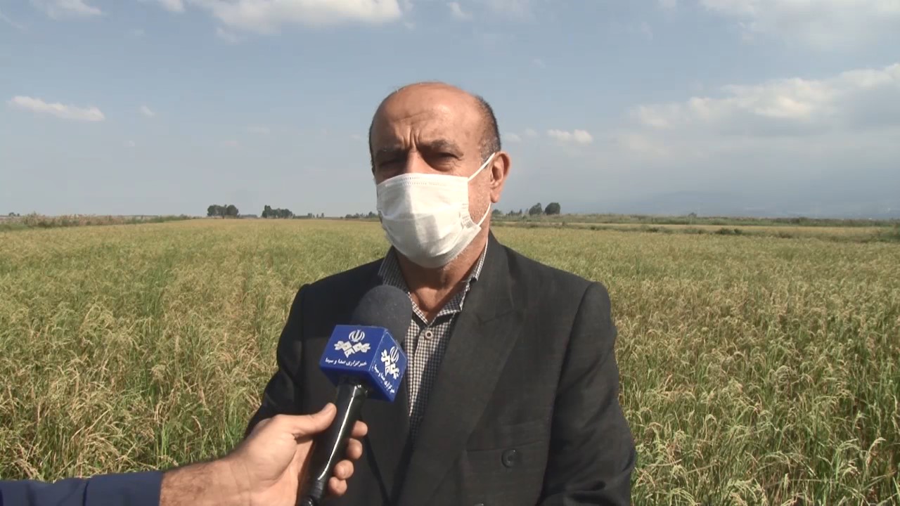 افزایش ۶۰ درصدی کشت خشکه کاری شالی دربهشهر