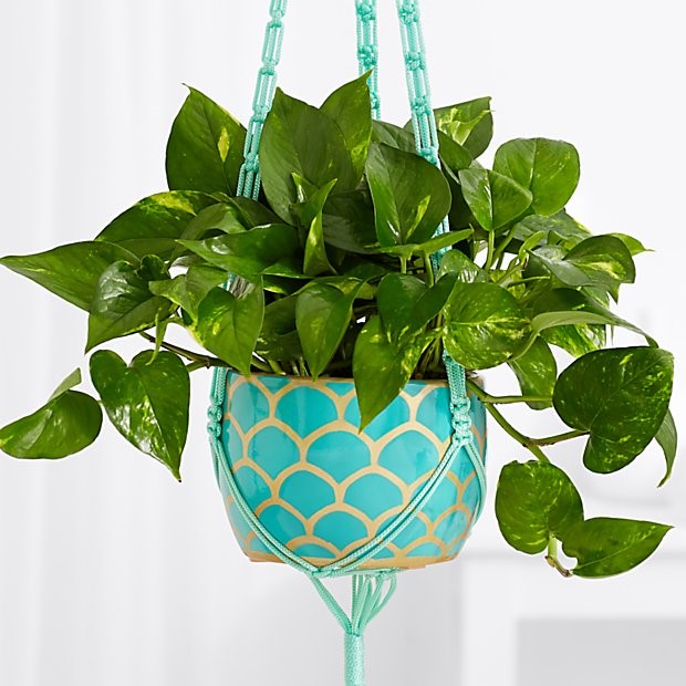 ۱۰ گیاه مناسب هدیه دادن