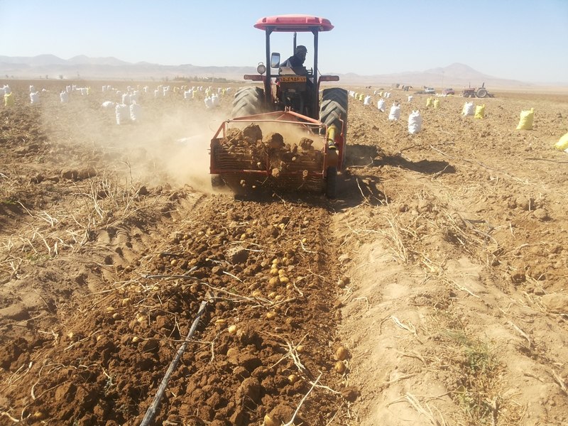 آغاز برداشت سیب زمینی در نیشابور آغاز برداشت سیب زمینی در نیشابور