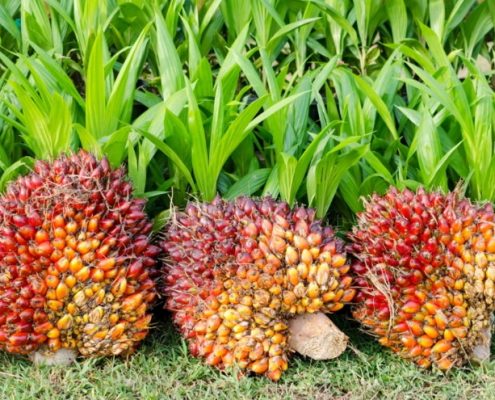 چرا روغن پالم مناقشه‌برانگیز است؟