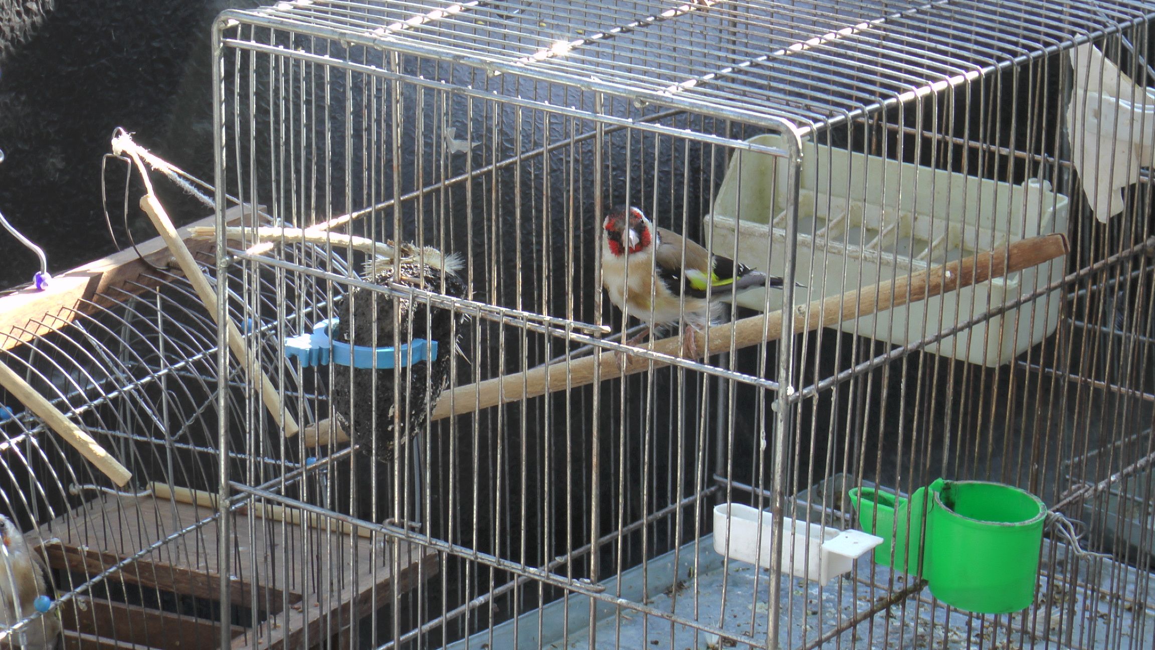 دستگیری دو شکارچی متخلف در سردشت دستگیری دو شکارچی متخلف در سردشت