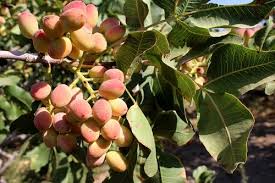 کاهش ۳۰ درصدی مصرف سموم در باغهای پسته بردسکن کاهش ۳۰ درصدی مصرف سموم در باغهای پسته بردسکن