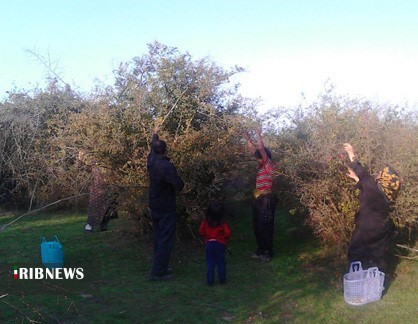 شیرین شدن کام زنان شمالی با انار ترش میانکاله