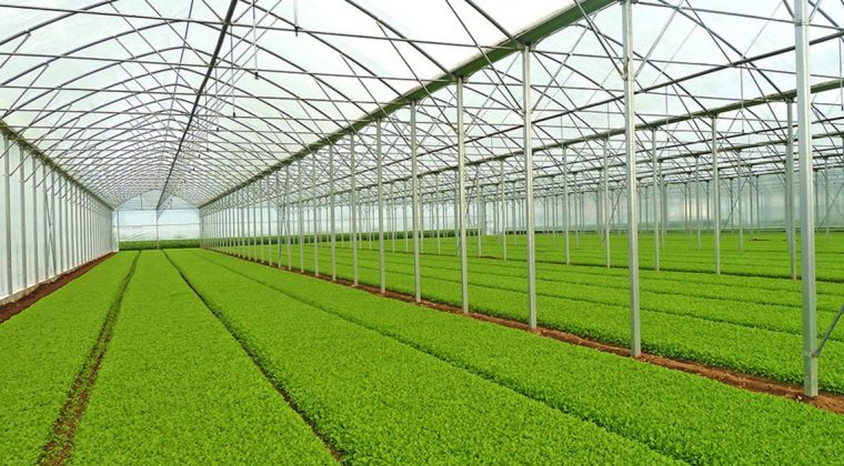 اجرای ۳۶ طرح گلخانه‌ای