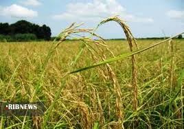 پیش بینی برداشت ۱۷ هزار تن شلتوک در دزفول پیش بینی برداشت ۱۷ هزار تن شلتوک در دزفول