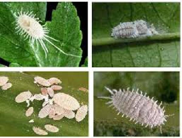 آغاز مبارزه پاییزه با آفاتدرختان سیاه ریشه در مازندران