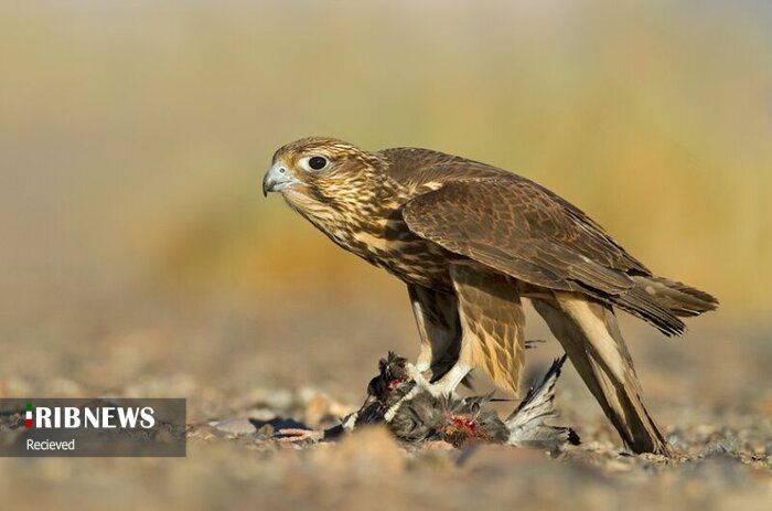 شکار شکارچی شکار شکارچی