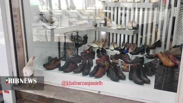 وقتی مرغ هم توان خرید ندارد وقتی مرغ هم توان خرید ندارد