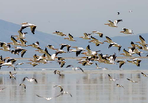 ورود نخستین گروه از میهمان های زمستانی به گیلان