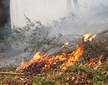 چشم ها به آسمان برای خاموش شدن آتش توسکستان چشم ها به آسمان برای خاموش شدن آتش توسکستان