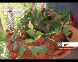 زندگی جاری در درسجین ۲۵۰ ساله