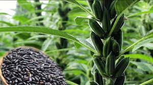 روغن کشی دانه های کنجد روغن کشی دانه های کنجد