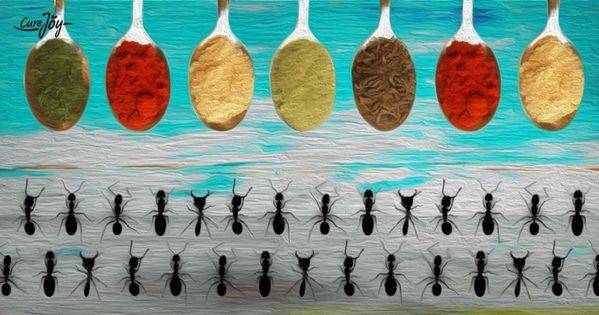 ترفند‌هایی برای فراری دادن مورچه‌ها از خانه