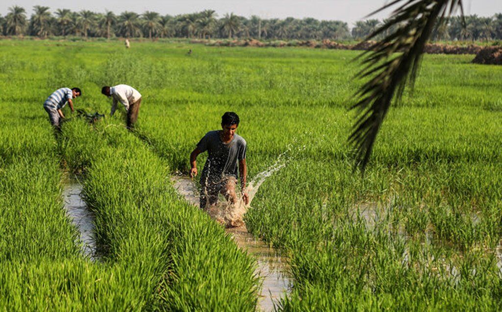 هشدار به کشاورزان خوزستان هشدار به کشاورزان خوزستان