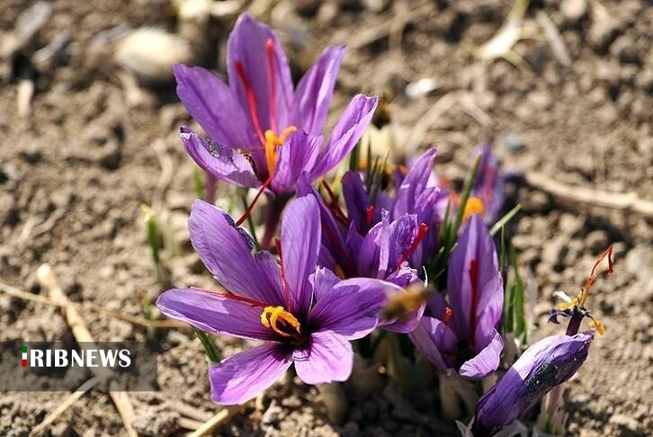 اقتصاد به روایت تصاویر ۲۰ آبان ۹۹ اقتصاد به روایت تصاویر ۲۰ آبان ۹۹