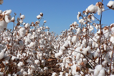 برداشت محصول پنبه از ۶ هزار هکتار از مزارع سبزوار برداشت محصول پنبه از ۶ هزار هکتار از مزارع سبزوار