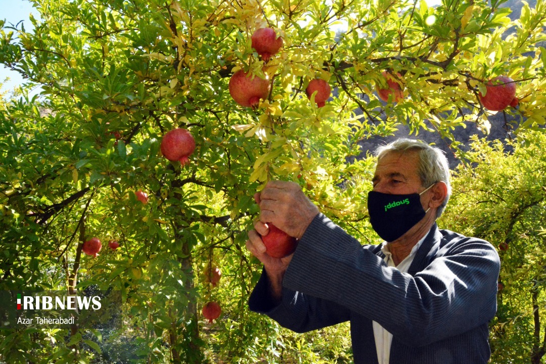 برداشت انار از باغات پاوه آغاز شد برداشت انار از باغات پاوه آغاز شد