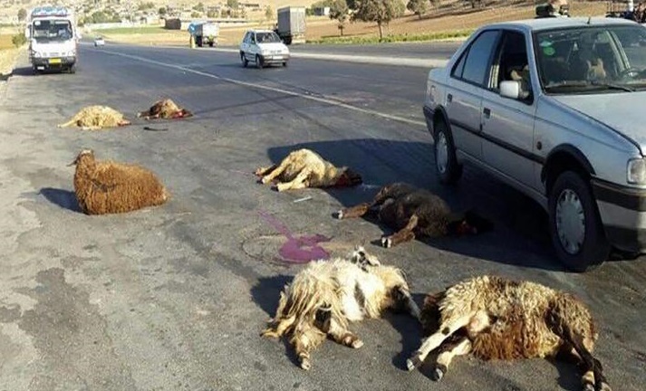 برخورد اتوبوس با گله احشام در مراغه برخورد اتوبوس با گله احشام در مراغه