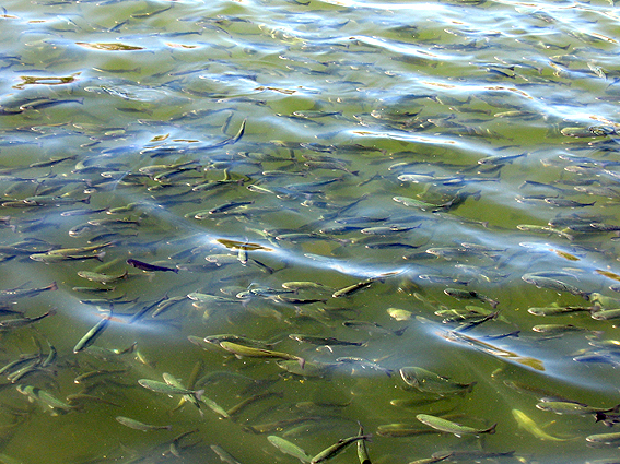 ماهیان سود آور