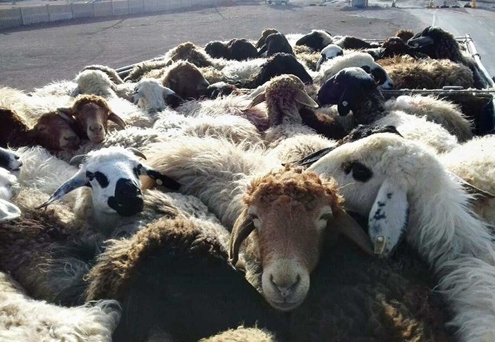 توقیف محموله دامی قاچاق در اردکان