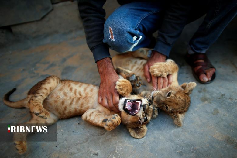 اقتصاد به روایت تصاویر ۲۲ آبان ۹۹