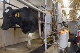 کمبود شیر در اصفهان/امکان افزایش قیمت هر لیتر به۶۰ هزارریال کمبود شیر در اصفهان/امکان افزایش قیمت هر لیتر به۶۰ هزارریال