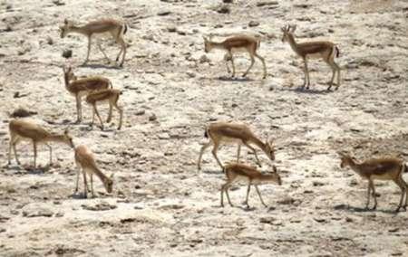 آغاز سرشماری آهوان دشت سهرین و فیله‌خاصه زنجان