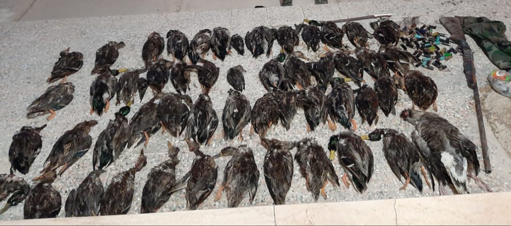 دستگیری سه شکارچی غیرمجاز در ایذه دستگیری سه شکارچی غیرمجاز در ایذه