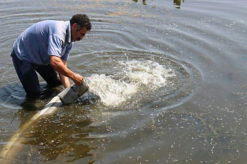 رهاسازی ۷ میلیون قطعه بچه‌ماهی