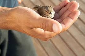 مهربان باشید تا عمرتان طولانی شود