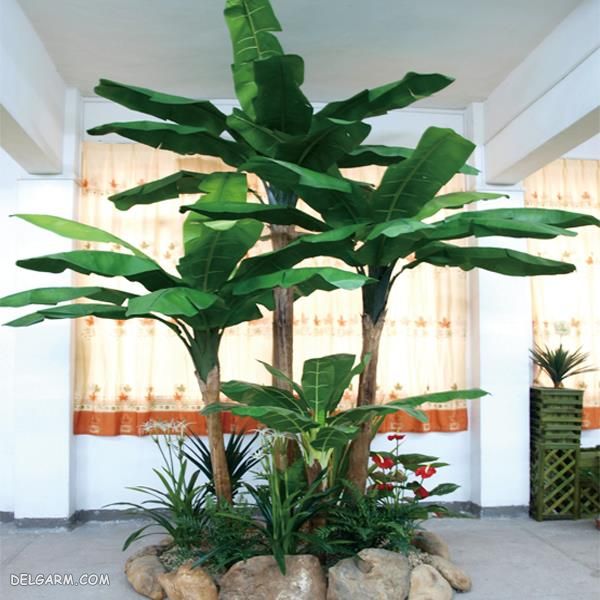 کاشت موز در گلدان