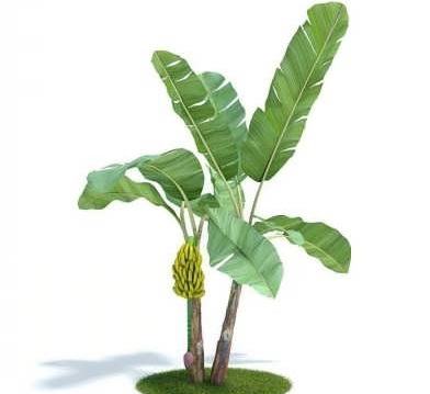 کاشت موز در گلدان