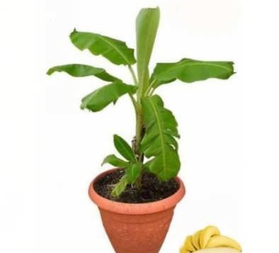 کاشت موز در گلدان