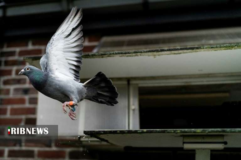 اقتصاد به روایت تصاویر ۲۶ آبان ۹۹