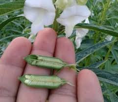 برداشت دانه روغنی کنجد در شادگان برداشت دانه روغنی کنجد در شادگان