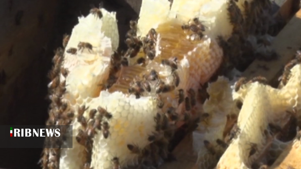 رونق تولید عسل پاییزه در جنوب کرمان رونق تولید عسل پاییزه در جنوب کرمان