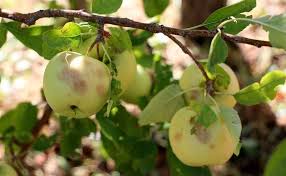 بیمه محصولات پاییزی در خوزستان بیمه محصولات پاییزی در خوزستان