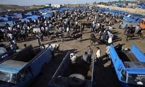 هشدار به مدیران بازارهای دواب