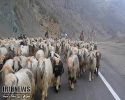 آغاز کوچ پاییزه عشایر خراسان شمالی