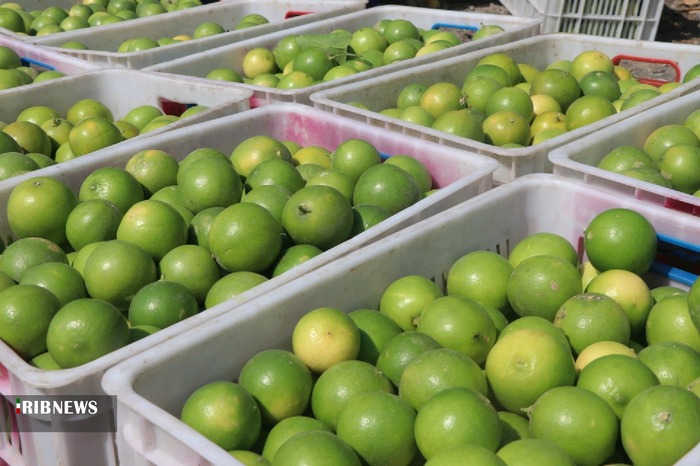 آغاز برداشت لیموشیرین در توکهور وهشتبندی