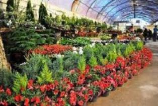 صادرات کیوی و گل و گیاه زینتی از نوشهر صادرات کیوی و گل و گیاه زینتی از نوشهر